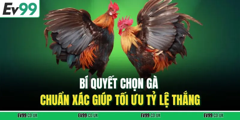 Bí quyết chọn gà chuẩn xác giúp tối ưu tỷ lệ thắng