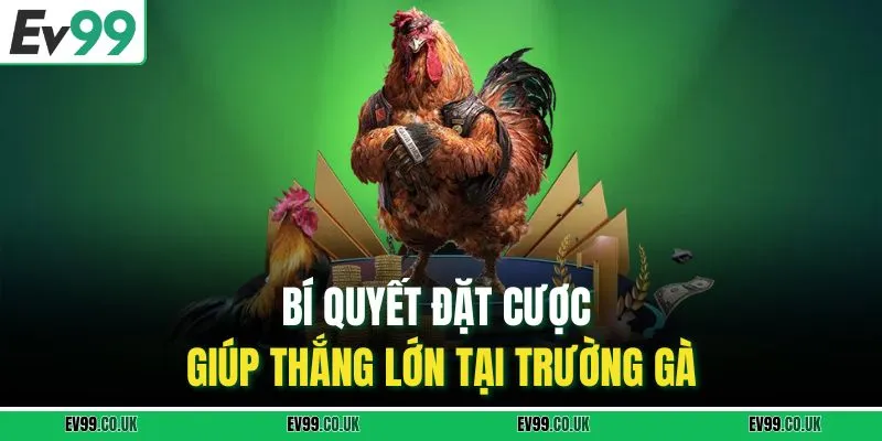 Bí quyết đặt cược giúp thắng lớn tại trường gà